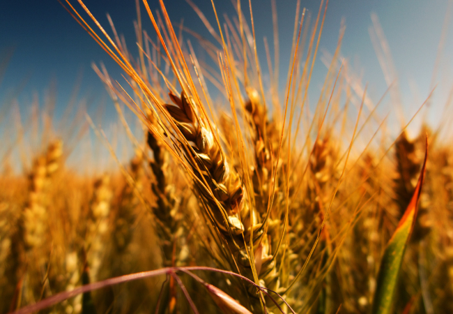 foto di spighe di grano in un campo