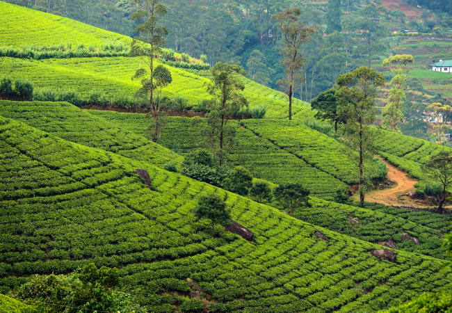 foto di una piantagione di tè in Sri Lanka
