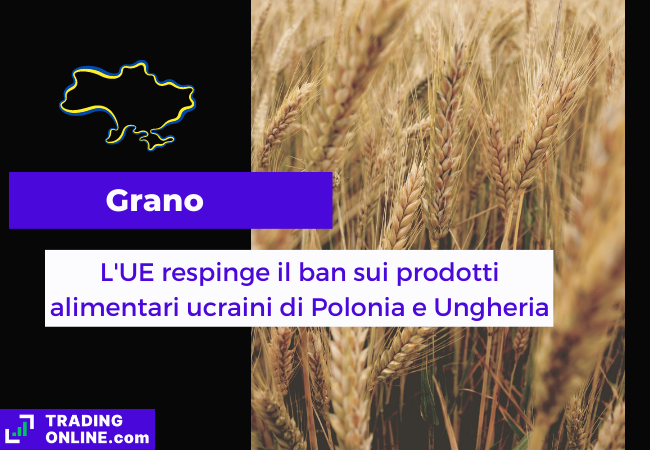 Immagine di copertina, "Grano, L'UE respinge il ban sui prodotti alimetari ucraini di Polonia e Ungheria", sfondo di un campo di grano.