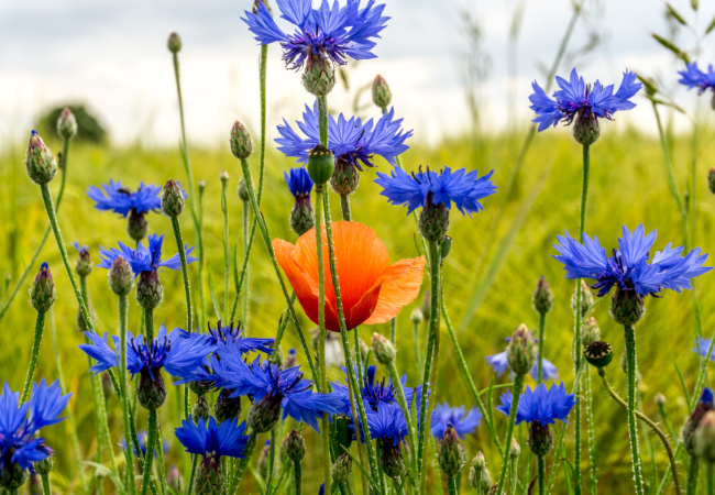 immagine di fiori di diversi colori in un campo di cereali