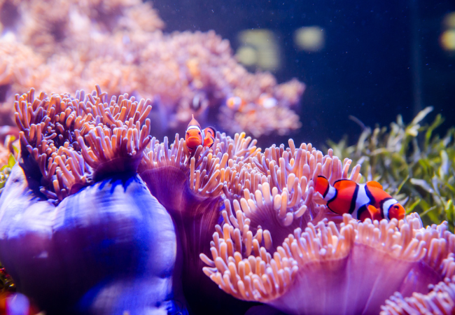 immagine di coralli, anemoni e pesce pagliaccio in acque profonde