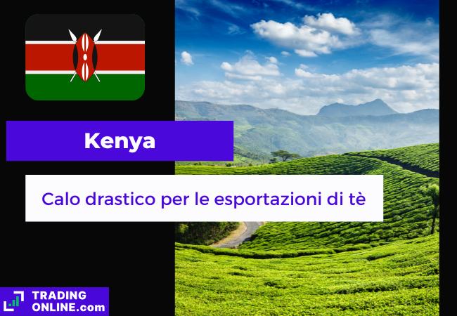 presentazione della notizia sul calo di export di tè in kenya
