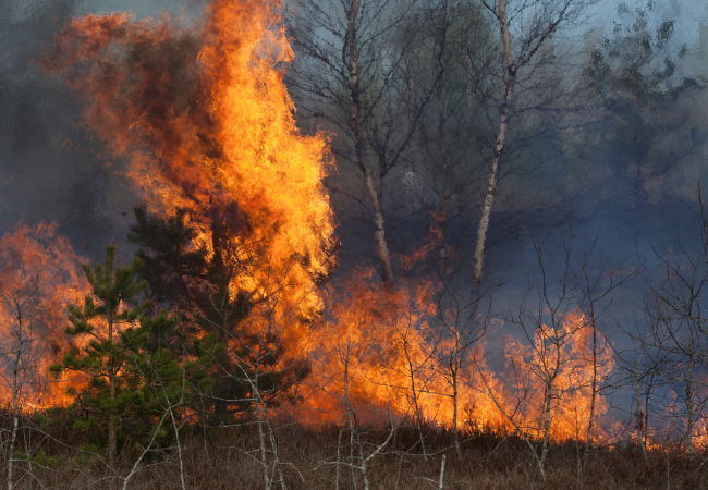 Immagine di una foresta che va a fuoco.