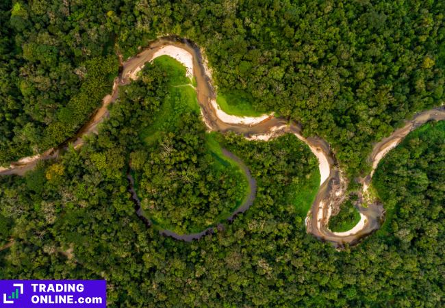 foto della foresta dell'Amazzonia