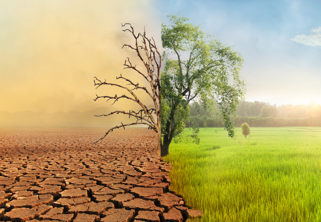 Immagine che rappresenta la siccità del cambiamento climatico con albero morto con abbondanza verde di alberi freschi ed erba con cielo blu 