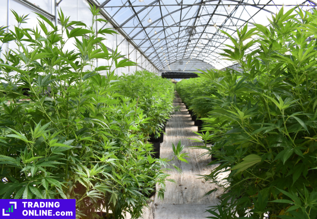 foto di una serra in cui è coltivata cannabis legale