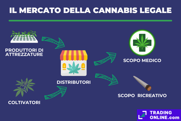 infografica che mette in mostra la supply chain della cannabis legale