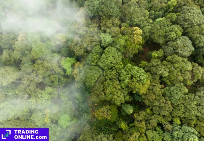 foto di una foresta con fumo che copre gli alberi