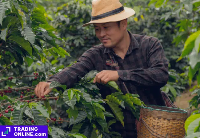 foto di un agricoltore raccogliendo caffè