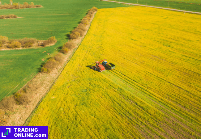 foto di un campo di colza