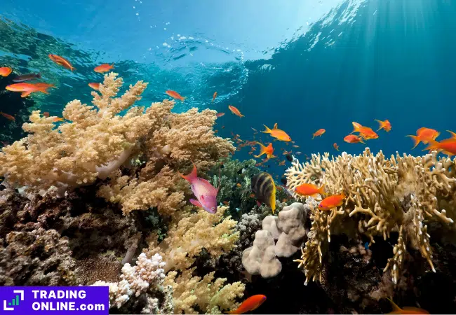 foto di pesci e coralli sott'acqua